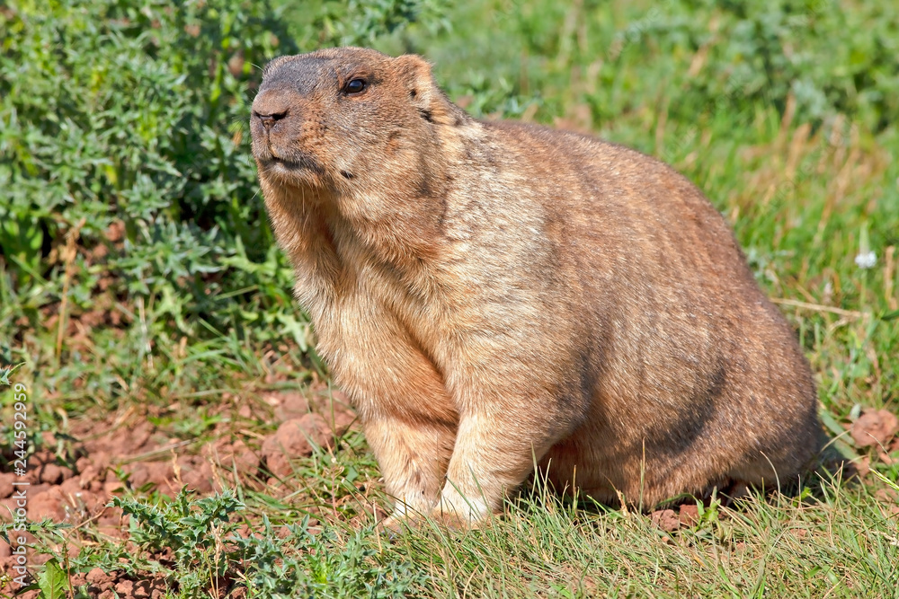 funny groundhog with fluffy fur sits in a meadow on a sunny warm day, groundhog day funny groundhog with fluffy fur sits in a meadow on a sunny warm day, groundhog day