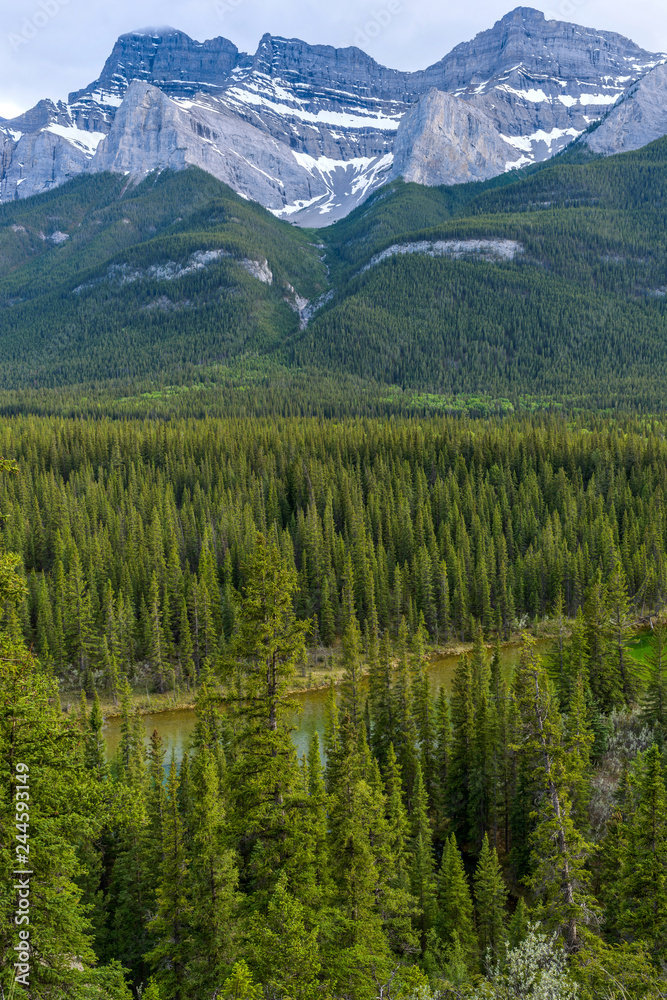 Spring Mountain Valley - A Spring evening view of dense evergreen forest in Bow River Valley at base of Mount Rundle, Banff National Park, Alberta, Canada.