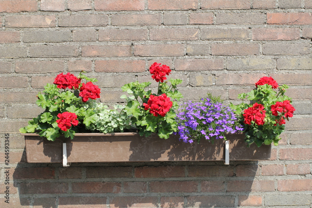 a flower box against a wall with flowering red geranium plants 