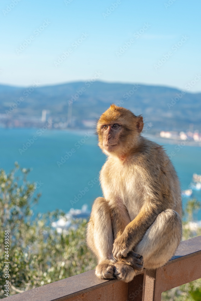 Naklejka premium Macaque watching the sea
