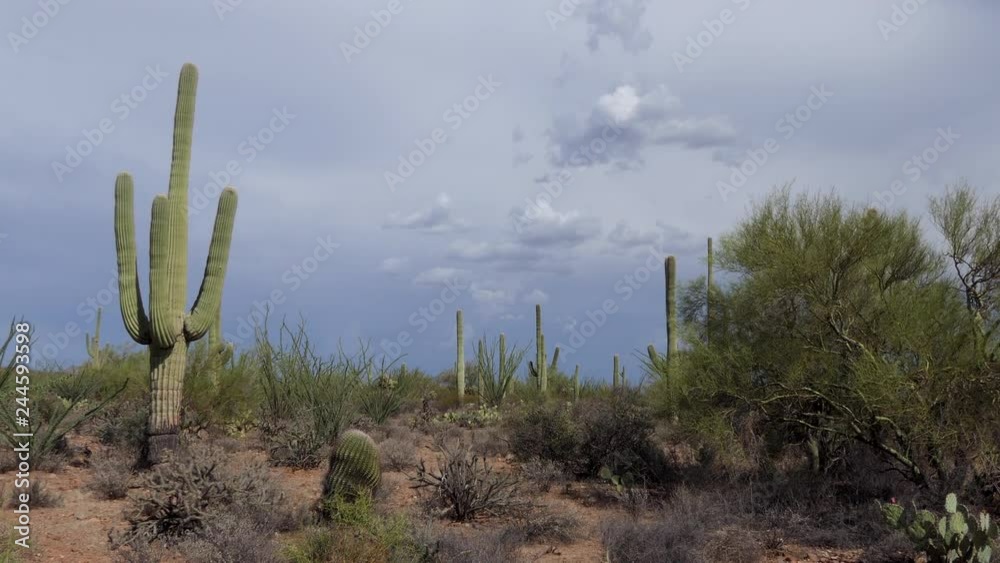 View of Saguaro National Park in Arizona, United States of America. Iconic American landscape with cacti, trees, plants and nature. Scenic travel with mountains and hills in desert. Tourist attraction View of Saguaro National Park in Arizona, United States of America. Iconic American landscape with cacti, trees, plants and nature. Scenic travel with mountains and hills in desert. Tourist attraction