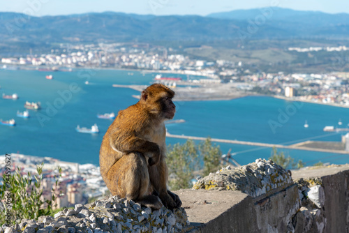 Macaque resting at Gibraltar © JazzaInDigi