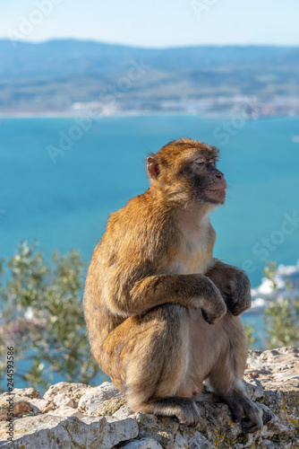 Meditating monkey at Gibraltar © JazzaInDigi