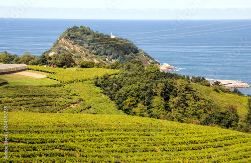 Vineyards in the Basque country on a sunny day © Tomas