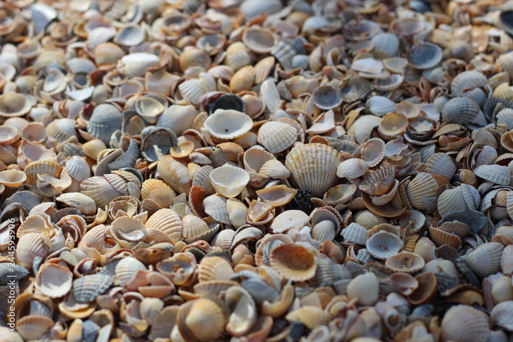 Background seashells, many different seashells lie together on the beach on the seashore