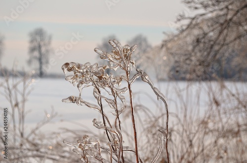 tree in the snow