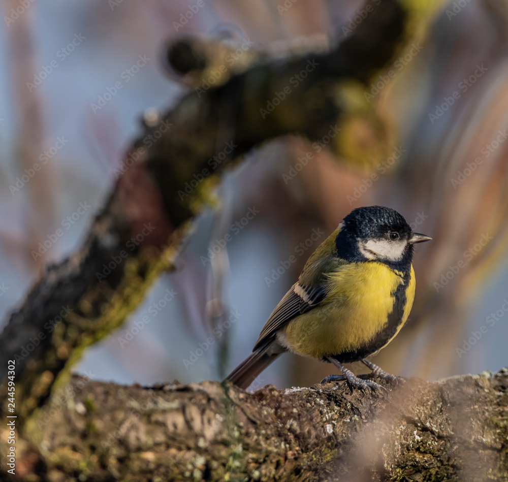 Naklejka premium Yellow chickadee bird on apricot tree in winter cold sunny day