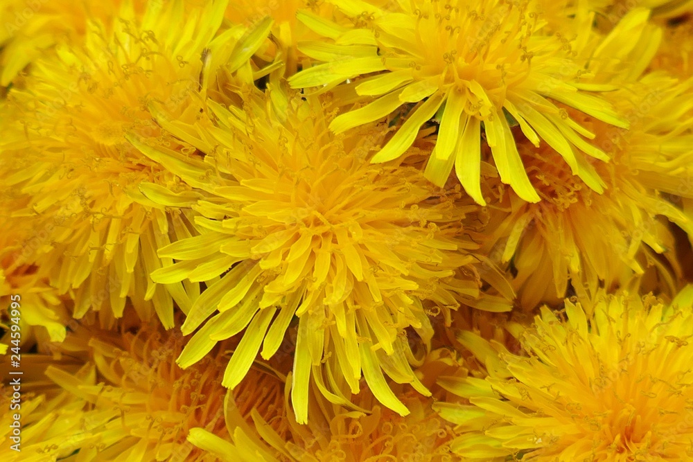 Yellow dandelion flower macro background. Spring yellow flowers. Floral natural background Yellow dandelion flower macro background. Spring yellow flowers. Floral natural background