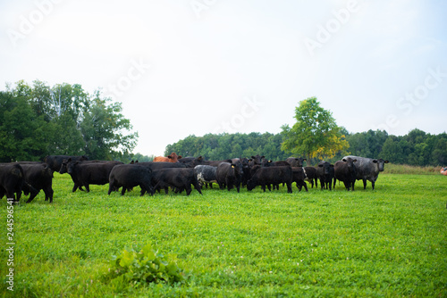 Fototapeta Naklejka Na Ścianę i Meble -  black cows are grazed on a meadow. blue sky