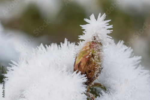 Close up of rhododendron bud with long hear frost crystals in winter photo