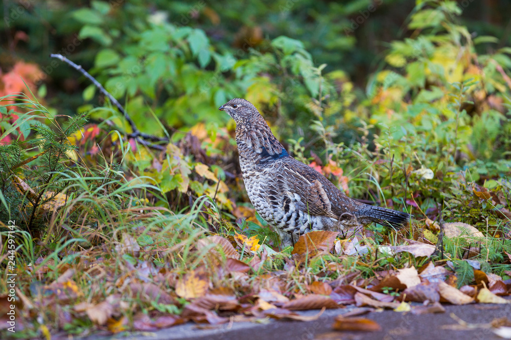 Male ruffed grouse (Bonasa umbellus) in autumn Male ruffed grouse (Bonasa umbellus) in autumn