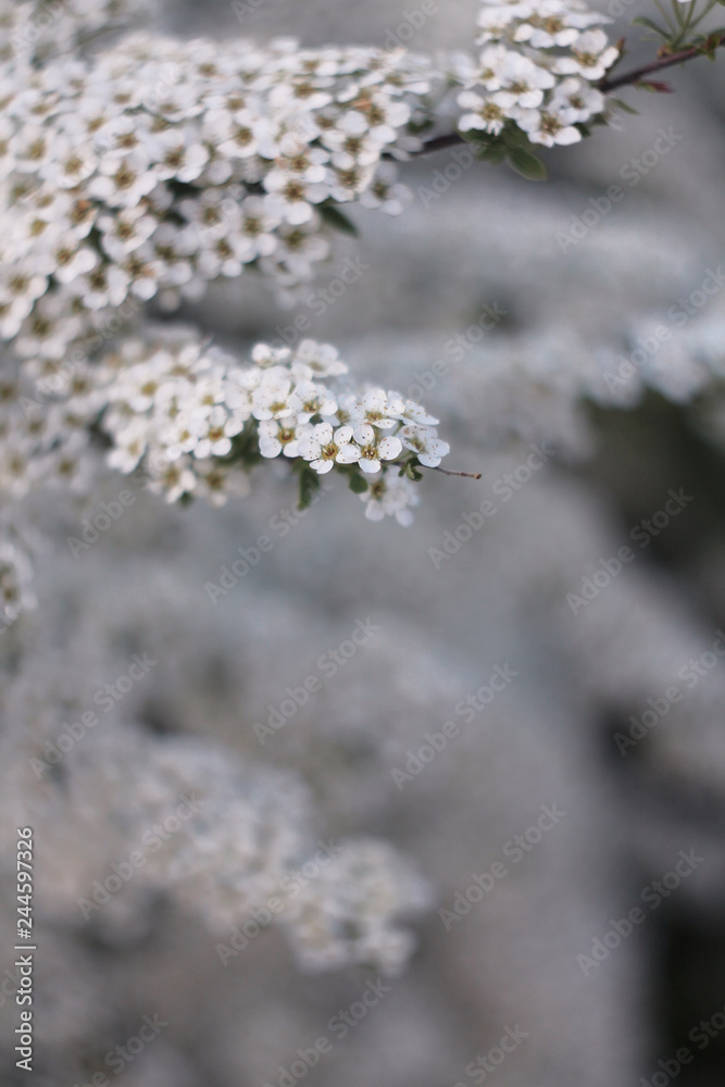 white flowers on a background