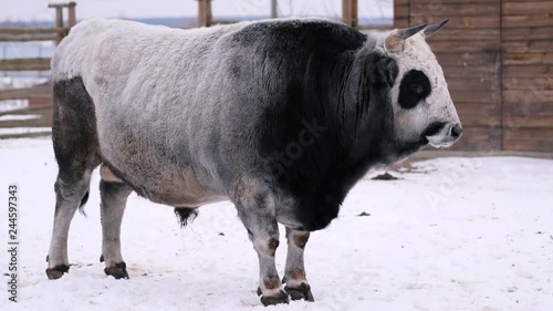 A large gray-black bull grazes on a winter ranch. Bull inseminator photo