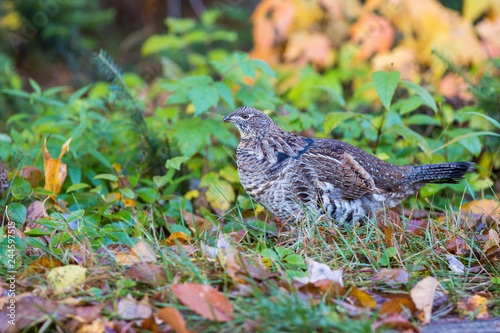 Male ruffed grouse (Bonasa umbellus) in autumn photo