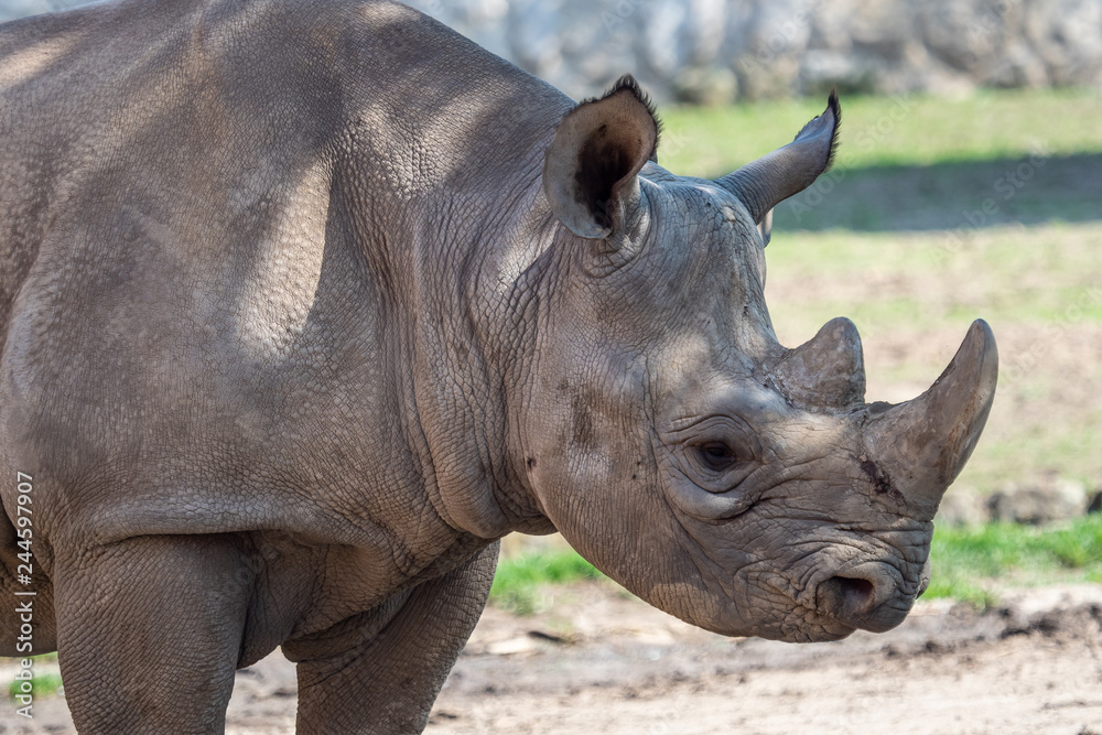 Obraz premium Young eastern black rhinoceros, (Diceros bicornis michaeli)