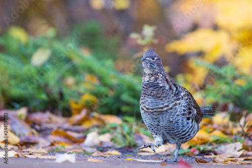 Male ruffed grouse (Bonasa umbellus) in autumn photo