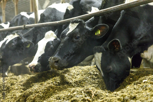 Cows at a Feed Bunk