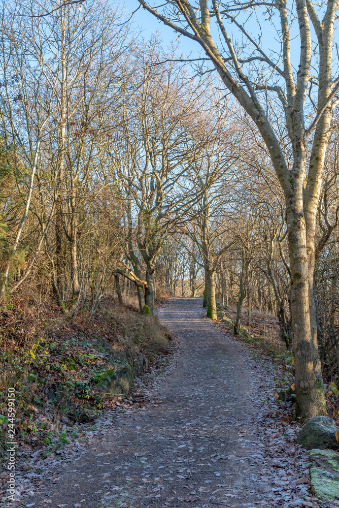 A winter walk in the forest