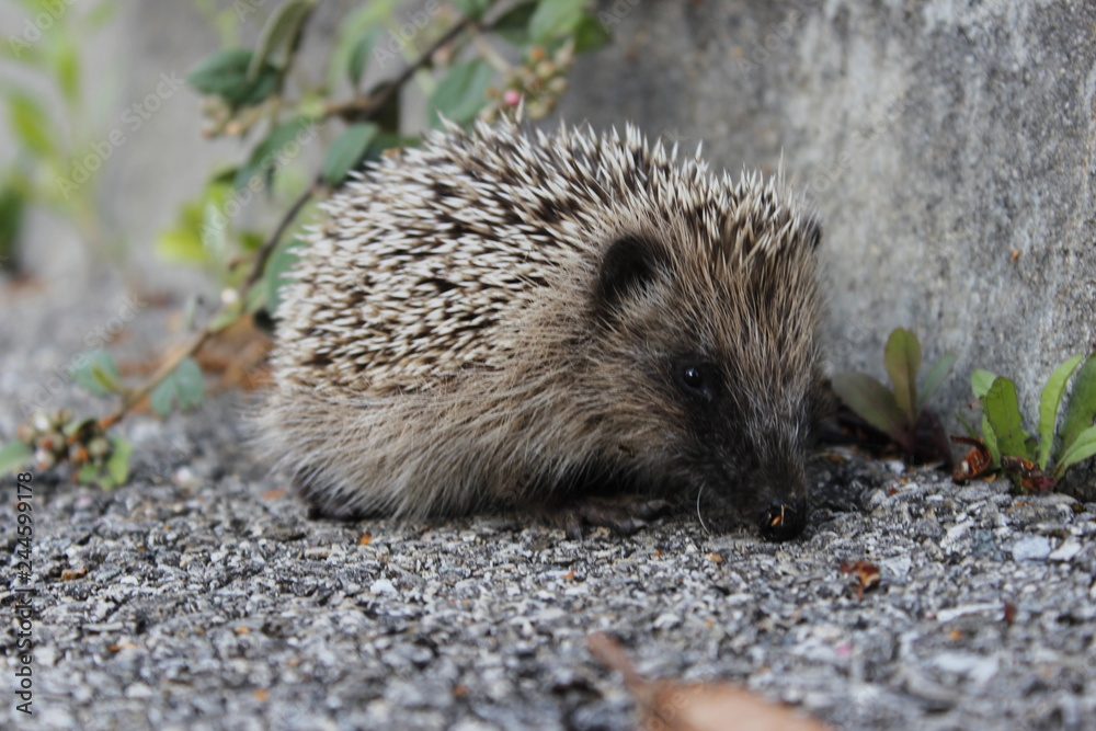 Fototapeta premium Hérisson en macro