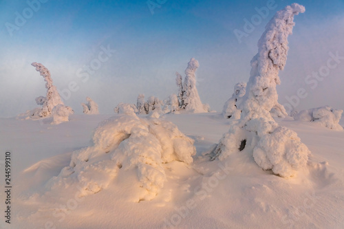 Winter landscape with snow covered trees in winter forest. photo