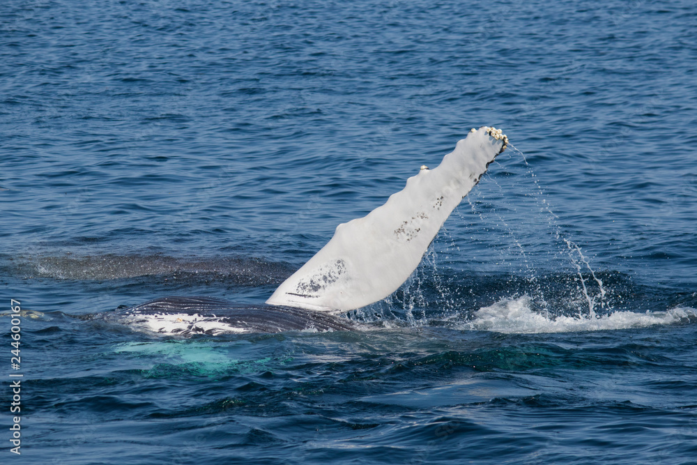 Fototapeta premium humpback whale pectoral fin display