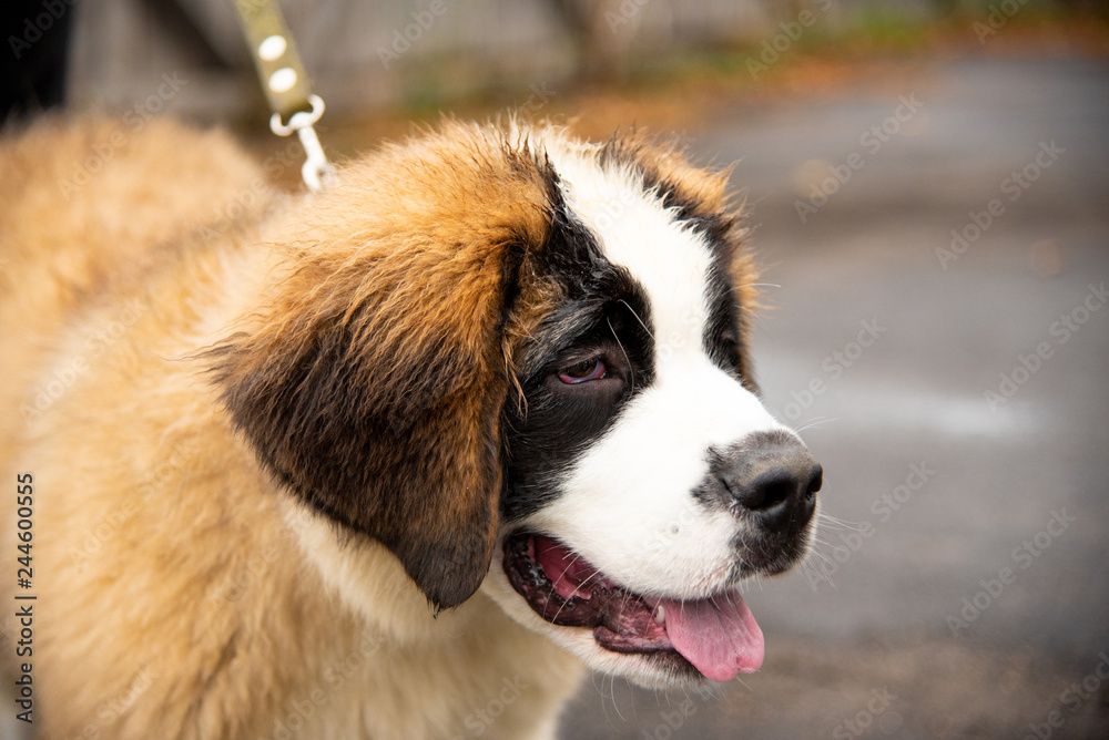 Portrait of a big dog with leash