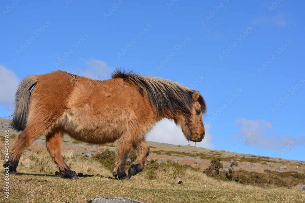 Dartmoor pony, in Dartmoor National Park in the spring Dartmoor pony, in Dartmoor National Park in the spring