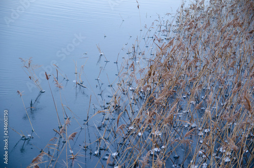Fototapeta Naklejka Na Ścianę i Meble -  grass in the water