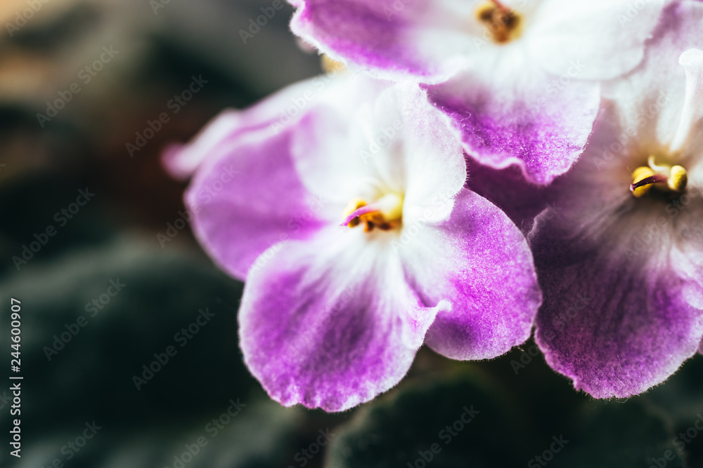 African blooming violet. Delicate indoor flower African blooming violet. Delicate indoor flower