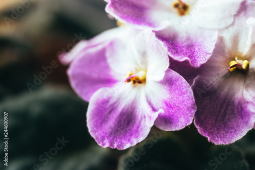 African blooming violet. Delicate indoor flower