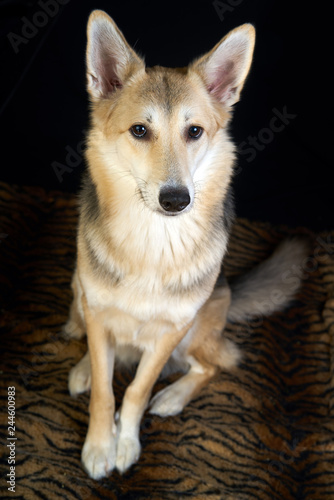 shepherd dog Detailed portrait on a black background, cute dog brown-white. full-length sitting and posing.