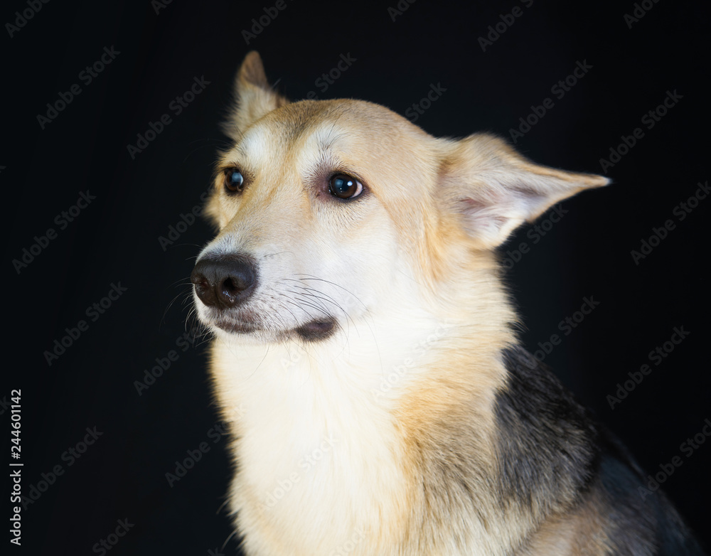 shepherd dog Detailed portrait on a black background, cute dog brown-white.