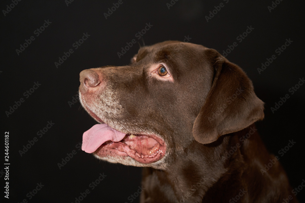 Labrador portrait of a dog on a black background.