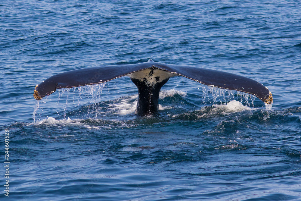 Obraz premium humpback whale diving tail 