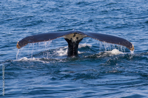 humpback whale diving tail 