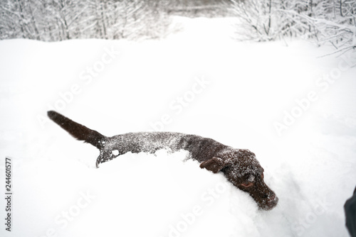 Labrador dog winter walks through the snowdrifts jumps in the snow completely.