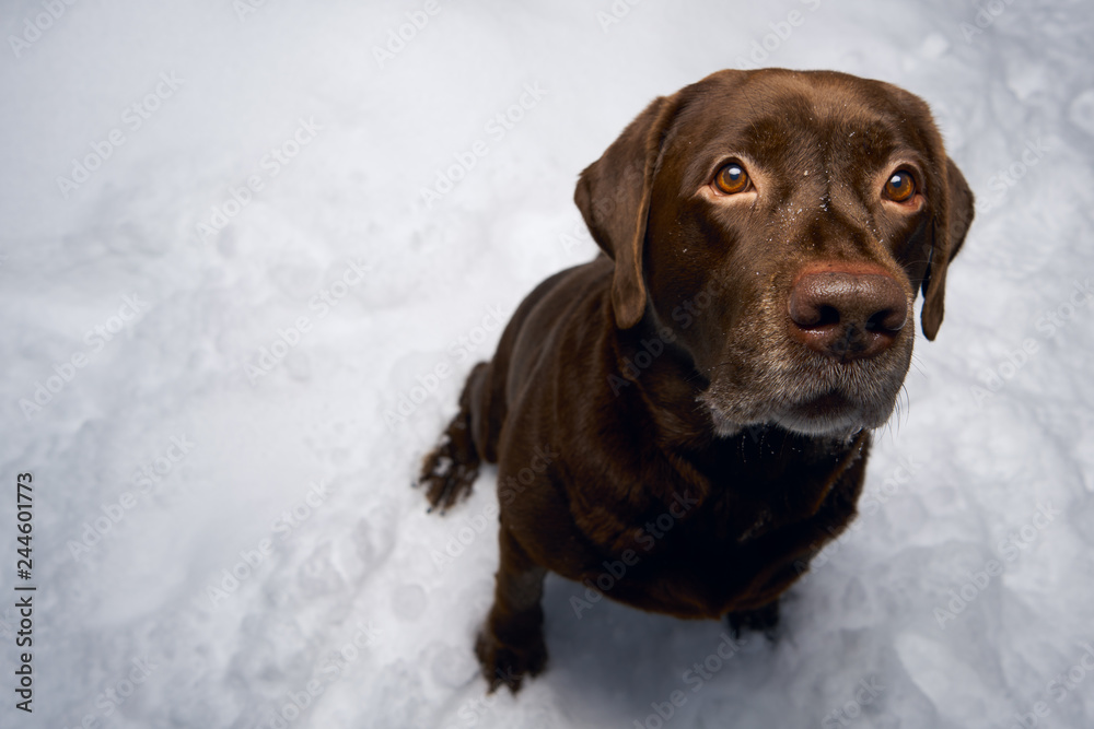Labrador portrait in winter on the background of snow. winter walk with the dog.
