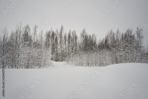winter landscape in the snow, trees in the snow, a field with trees.