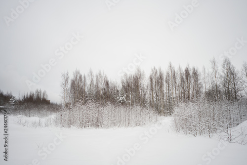 winter landscape in the snow, trees in the snow, a field with trees. © Alex