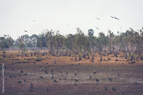 hawk habitat in Nakhonnayok, Thailand