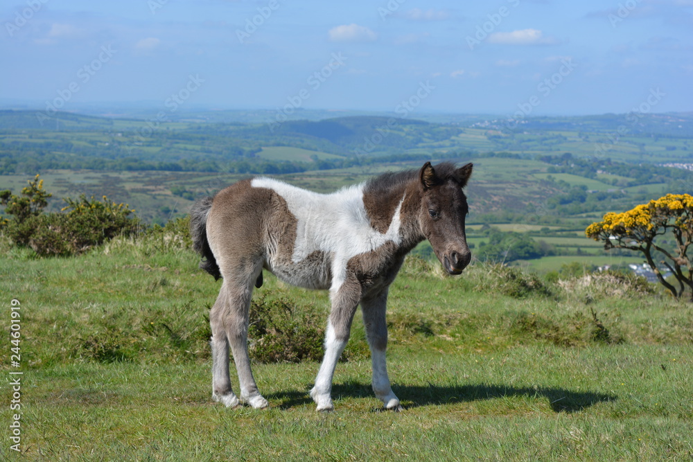 Obraz premium foal on Whitchurch Common, Dartmoor National Park, Devon, UK