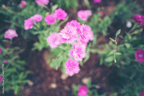 flower in the garden, tropi...