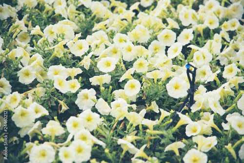 flower in the garden, tropi...