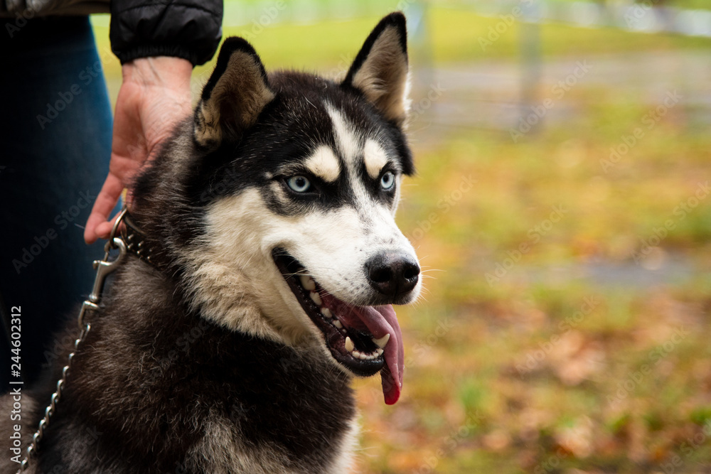 Obraz premium Portrait Husky dog with interesting eyes outdoors
