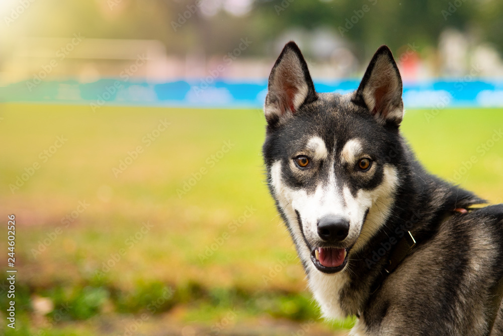 Portrait Husky dog with interesting eyes outdoors