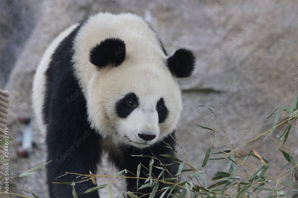 Fototapeta premium Bright Eyes of Sweet Panda Cub