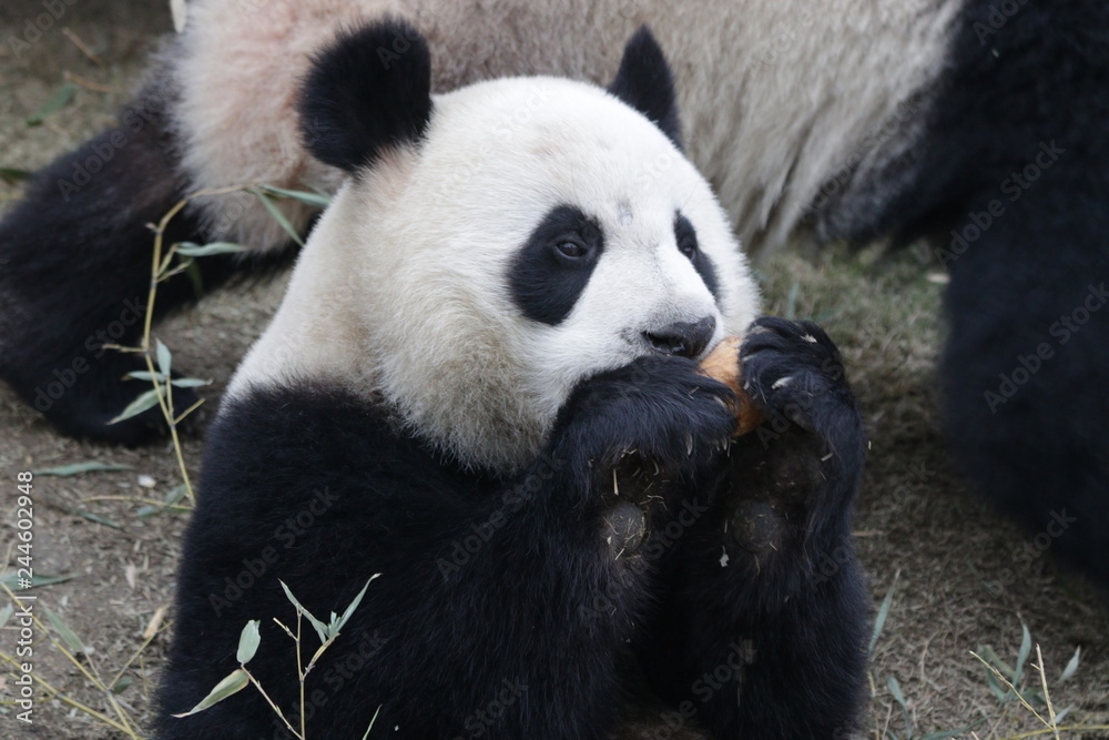 Close up Panda enjoys Eating Bamboo Shoot, China Close up Panda enjoys Eating Bamboo Shoot, China