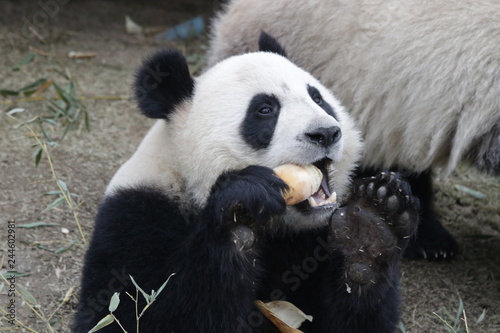 Close up Panda enjoys Eating Bamboo Shoot, China © foreverhappy