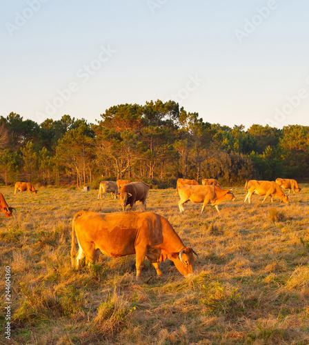 Herd cow grazing field. Por...