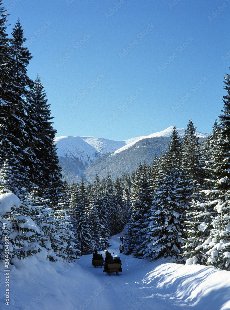 Fototapeta premium Tatrzanski National Park, Tatry Mountains, Poland: January, 2011 - Chocholowska Valley,